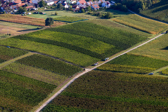 Start of the grape harvest in Hergersweiler in the state Rhineland-Palatinate, Germany