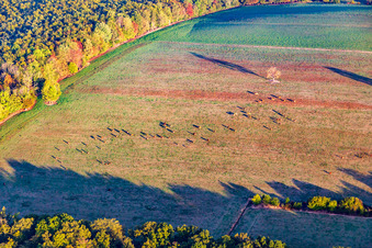 Aerial view of Cow pasture with tree at the edge of the forest in autumn in Reichshoffen in the state Bas-Rhin, France