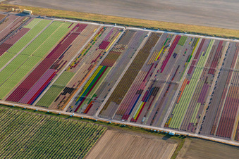 Aerial view of Colorful flowerbeds of Ferme Brandt Arbogast Morsbronn in Durrenbach in the state Bas-Rhin, France