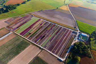 Oblique view of Colorful flowerbeds of Ferme Brandt Arbogast Morsbronn in Durrenbach in the state Bas-Rhin, France