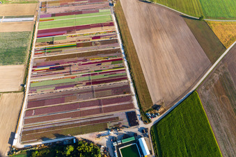 Colorful flowerbeds of Ferme Brandt Arbogast Morsbronn in Durrenbach in the state Bas-Rhin, France from above