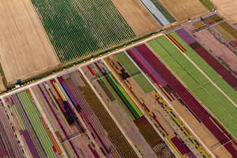 Colorful flowerbeds of Ferme Brandt Arbogast Morsbronn in Durrenbach in the state Bas-Rhin, France from the plane