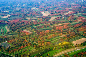 Plum orchards in autumn leaves in Renchen in the state Baden-Wuerttemberg, Germany