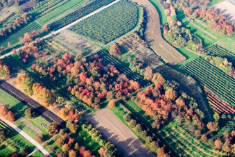 Plum orchards in autumn leaves in the district Ulm in Renchen in the state Baden-Wuerttemberg, Germany