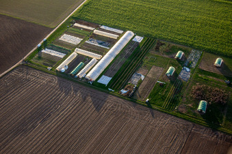 Organic vegetables, sprouts and chickens in Steinweiler in the state Rhineland-Palatinate, Germany