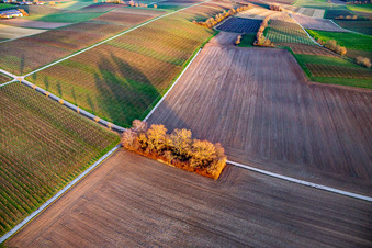 Woodland between vineyards and fields in the district Ingenheim in Billigheim-Ingenheim in the state Rhineland-Palatinate, Germany