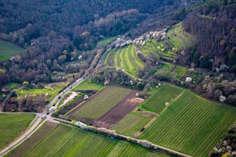 Kalmithöhenstraße with flowering trees in spring in Maikammer in the state Rhineland-Palatinate, Germany
