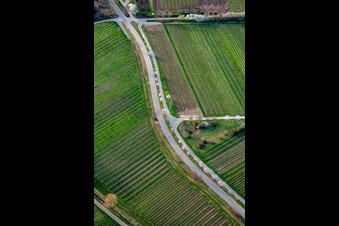 Aerial view of Kalmithöhenstraße with flowering trees in spring in Maikammer in the state Rhineland-Palatinate, Germany