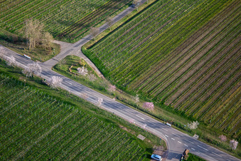 Blossoming almond trees on Villastraße in Edenkoben in the state Rhineland-Palatinate, Germany