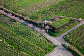 Aerial view of Blossoming almond trees on Theresienstr in Rhodt unter Rietburg in the state Rhineland-Palatinate, Germany