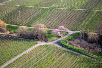 Aerial photograpy of Blossoming almond trees on Theresienstr in Rhodt unter Rietburg in the state Rhineland-Palatinate, Germany