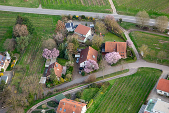 4 residential buildings with pink flowering trees in Oberdorfstr in Ilbesheim bei Landau in the state Rhineland-Palatinate, Germany