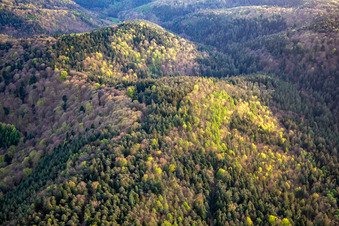 Palatinate Forest hills in spring in Erlenbach bei Dahn in the state Rhineland-Palatinate, Germany