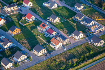 Sunflowers and Lavender Path in Kandel in the state Rhineland-Palatinate, Germany