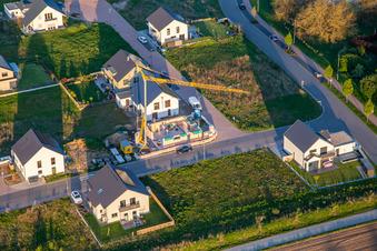 Sunflowers and Elderberry Path in Kandel in the state Rhineland-Palatinate, Germany