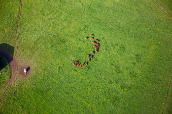 Group of brown cattle on green meadow in Petit-Réderching in the state Moselle, France