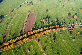 Autumn-colored avenue trees on Schluttenbacher Straße in the district Schöllbronn in Ettlingen in the state Baden-Wuerttemberg, Germany