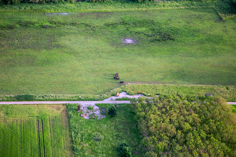 Cattle in the Billigheimer Bruch nature reserve in the district Mühlhofen in Billigheim-Ingenheim in the state Rhineland-Palatinate, Germany