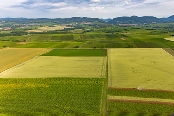 Vineyards in front of Klingenmünster in Klingenmünster in the state Rhineland-Palatinate, Germany