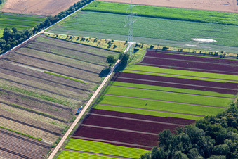 High-voltage pylon between fields of colorful lettuce crops in the district Niederlustadt in Lustadt in the state Rhineland-Palatinate, Germany
