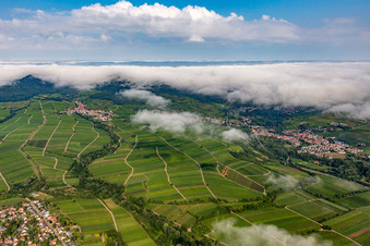 Vineyards on the edge of the cloud-covered Palatinate Forest between Arzheim, Birkweiler and Ranschbach in the district Arzheim in Landau in der Pfalz in the state Rhineland-Palatinate, Germany