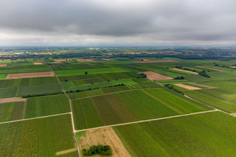 Deep valley under low cloud cover in the district Mühlhofen in Billigheim-Ingenheim in the state Rhineland-Palatinate, Germany