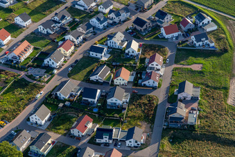 Daffodil Path in Kandel in the state Rhineland-Palatinate, Germany from above