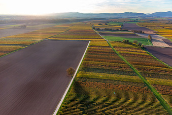 Vineyards of the southern Wienstraße in autumn leaves in the district Ingenheim in Billigheim-Ingenheim in the state Rhineland-Palatinate, Germany