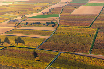 Vineyards of the southern Wienstraße in autumn leaves in the district Mühlhofen in Billigheim-Ingenheim in the state Rhineland-Palatinate, Germany