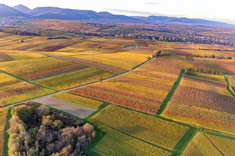 Vineyards of the southern Wienstraße in autumn leaves in the district Klingen in Heuchelheim-Klingen in the state Rhineland-Palatinate, Germany