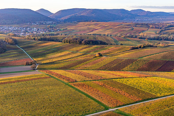 Oblique view of Vineyards of the southern Wienstraße in autumn leaves in the district Klingen in Heuchelheim-Klingen in the state Rhineland-Palatinate, Germany