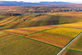 Vineyards of the southern Wienstraße in autumn leaves in the district Klingen in Heuchelheim-Klingen in the state Rhineland-Palatinate, Germany from above