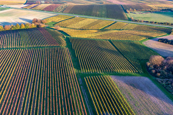 Vineyards of the southern Wienstraße in autumn leaves in the district Ingenheim in Billigheim-Ingenheim in the state Rhineland-Palatinate, Germany seen from above