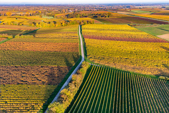 Vineyards of the southern Wienstraße in autumn leaves in the district Klingen in Heuchelheim-Klingen in the state Rhineland-Palatinate, Germany out of the air