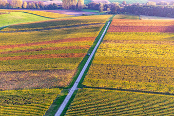 Vineyards of the southern Wienstraße in autumn leaves in the district Klingen in Heuchelheim-Klingen in the state Rhineland-Palatinate, Germany seen from above
