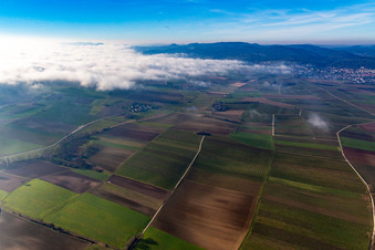 Alsace to Silence under Clouds in the district Deutschhof in Kapellen-Drusweiler in the state Rhineland-Palatinate, Germany