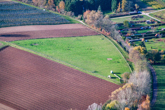 Pasture in Rohrbach in the state Rhineland-Palatinate, Germany