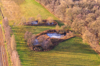 Biotope at Altbach in the district Minderslachen in Kandel in the state Rhineland-Palatinate, Germany