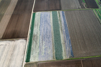 Lettuce fields in Offenbach an der Queich in the state Rhineland-Palatinate, Germany