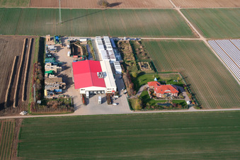 Vegetable cultivation - Dieter Stubenbordt in Zeiskam in the state Rhineland-Palatinate, Germany from the plane