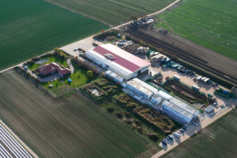 Vegetable cultivation - Dieter Stubenbordt in Zeiskam in the state Rhineland-Palatinate, Germany seen from a drone