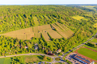 Vineyards with Weikersheimer Schmecker vineyard in Weikersheim in the state Baden-Wuerttemberg, Germany