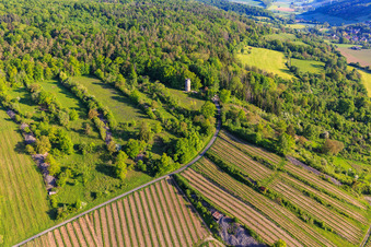 Weikersheim watchtower and vineyards with Weikersheimer Schmecker winery in Weikersheim in the state Baden-Wuerttemberg, Germany