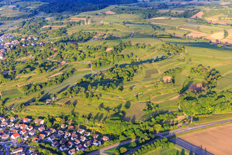 Vineyard landscape in the evening light in Malterdingen in the state Baden-Wuerttemberg, Germany