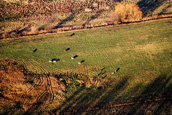 Aerial view of Billigheimer Bruch nature reserve in the district Mühlhofen in Billigheim-Ingenheim in the state Rhineland-Palatinate, Germany