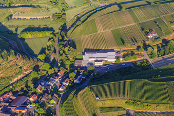 Aerial view of Jechtinger Weinmanufaktur eG in the district Jechtingen in Sasbach am Kaiserstuhl in the state Baden-Wuerttemberg, Germany