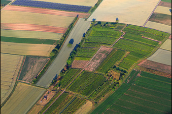 Wingertsheisel in a small vineyard in Ottersheim bei Landau in the state Rhineland-Palatinate, Germany