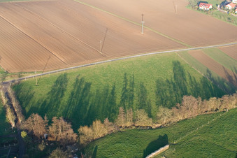 Tree with shadow forming by light irradiation on a field in Woerth am Rhein in the state Rhineland-Palatinate