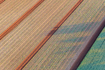 Aerial view of Fields with lettuce seedlings in Minfeld in the state Rhineland-Palatinate, Germany