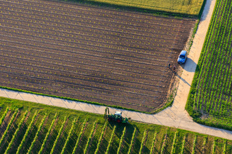 Replanting a vineyard in the district Ingenheim in Billigheim-Ingenheim in the state Rhineland-Palatinate, Germany